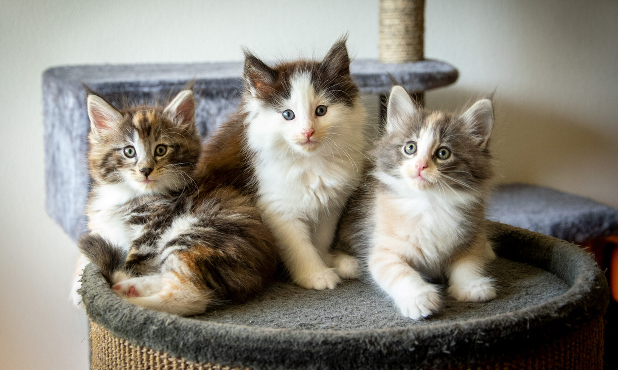 Chatterie De Griege Elevage De Chats Des Forets Norvegiennes